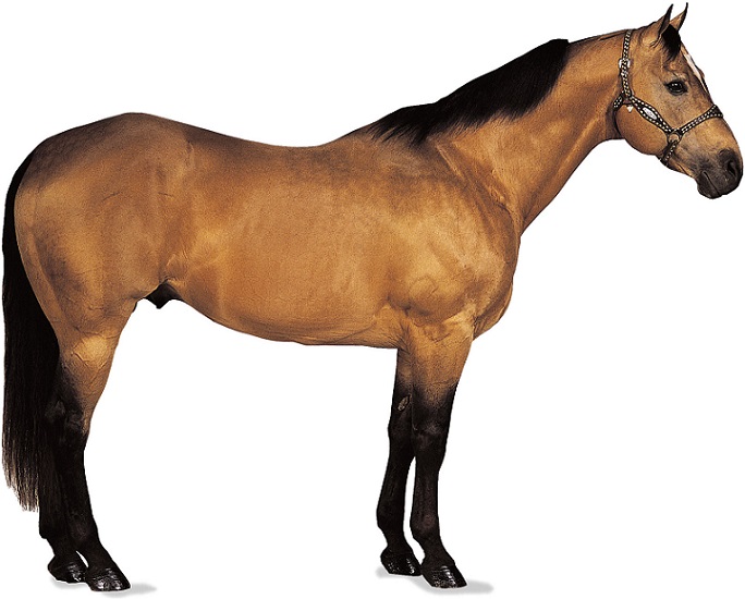 Un Quarter Horse